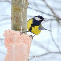 Синичка в лесу :: Татьяна Лютаева