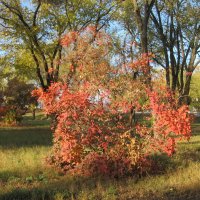 прекрасный октябрь :: Елена Шаламова