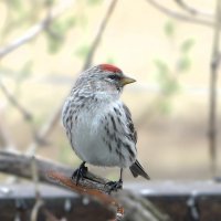 Чечетка :: Лариса С.