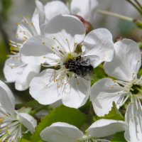 Скоро весна :: Лариса С.