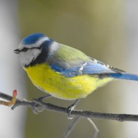 Лазоревка :: Константин Анисимов