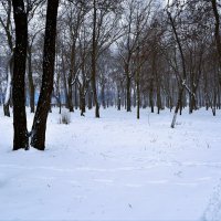 Ростов-на-Дону. Парк им. Николая Островского зимой. :: Пётр Чернега