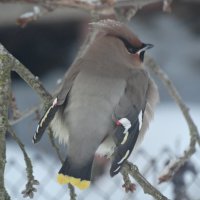 Свиристель :: Глеб 