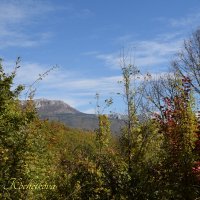 Природа Крыма :: Amazing Cosmea
