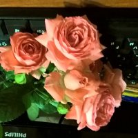 Розы :: Елена Семигина