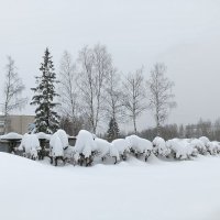 корм просят :: Владимир 