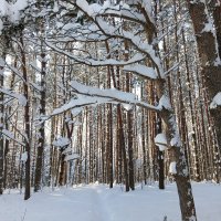 строевой лес :: Владимир 