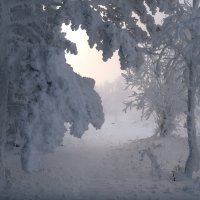 Снежный лес :: Марина Фомина.