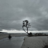 Одинокое дерево на побережье. :: Константин Белоногов