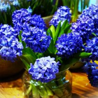 Гиацинты на окне :: Aida10 