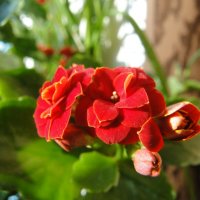 каланхой :: Наталья Штанулина