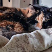 Когда на улице мороз... :: Наталья 