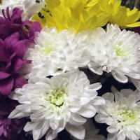 Хризантемы :: Freddy 97