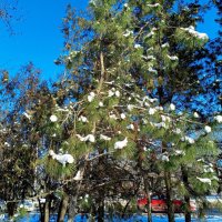 Наша зима... :: Нина Бутко