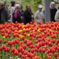 Пора тюльпанов :: Магомед .