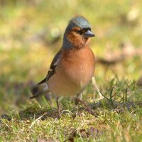 ... :: Вячеслав Минаев