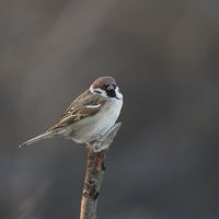 *** :: Валерий Черняк