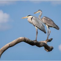 Серая цапля.Парочка. :: Александр Григорьев