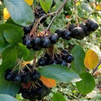 Черноплодная рябина :: Елена Сухорученкова