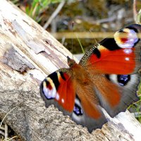 опять про бабочек...397 :: Александр Прокудин