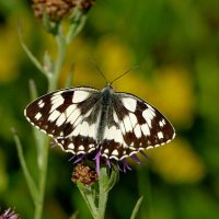 опять про бабочек...400 :: Александр Прокудин