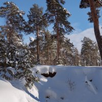 В соснах. :: Николай 