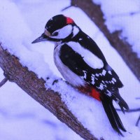 Загрустил дятел :: Людмила Смородинская