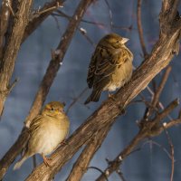 Не сошлись характерами. :: Петр Беляков