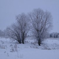 Ивы в изморози. :: сергей ермошкин