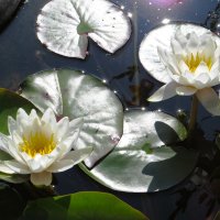 Нимфеи :: Лариса С.