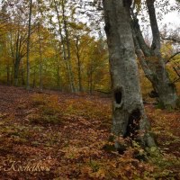 Природа Крыма :: Amazing Cosmea