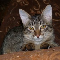 Мой кошак :: vlad7791 