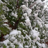 Снежная туя :: Сергей Карачин