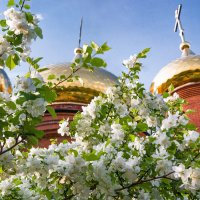 Ухта. Цветение мелкоплодных яблонь севера - всегда чудо на нашей широте :: Николай Зиновьев