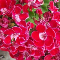 Пеларгония :: Freddy 97