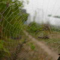 Сеть :: Дмитрий П