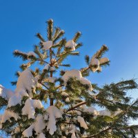 *** :: Светлана 