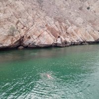 Морская звезда... :: Галина Ильясова