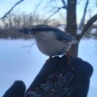 Поползень :: Сапсан 