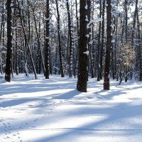 Зимний лес. :: Милешкин Владимир Алексеевич 