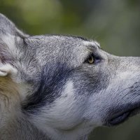 Волчья собака Сарлоса :: Aleksey Afonin