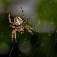 паук крестовик :: Aleksandr 