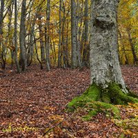 Природа Крыма :: Amazing Cosmea