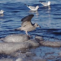 Чайки на море :: Рита Симонова