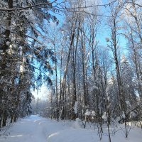 природа зимой :: Владимир 