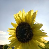 Кусочек летнего солнца :: Дмитрий П