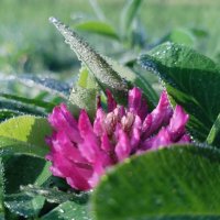 на рассвете :: Лидия Меркулова