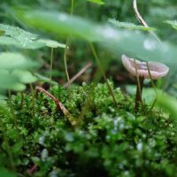 лесной мир :: Лидия Меркулова