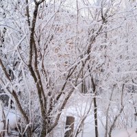 Зима :: Елена Семигина