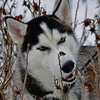 Хаски :: евгений 